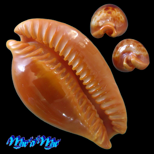 Cypraea (Propustularia) surinamensis f. aubryana ( Perry, 1811) - Imagem 4