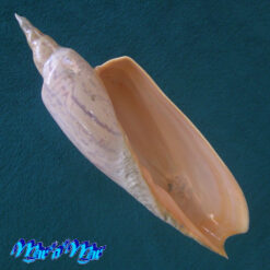 Zidona dufresnii (Donovan, 1823)