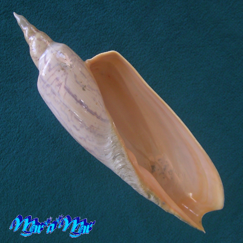 Zidona dufresnii (Donovan, 1823)