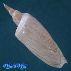 Alternative view of Zidona dufresnii (Donovan, 1823)