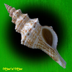 Goniofusus brasiliensis (Grabau, 1904)