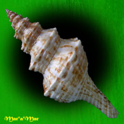 Alternative view of Goniofusus brasiliensis (Grabau, 1904)