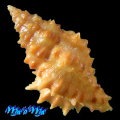 Alternative view of Muricopsis josei Vokes, 1994