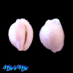 Pseudopusula antillarum (F. A. Schilder, 1922)