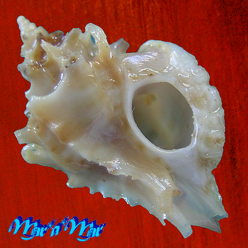 Typhina belcheri (Broderip, 1833)