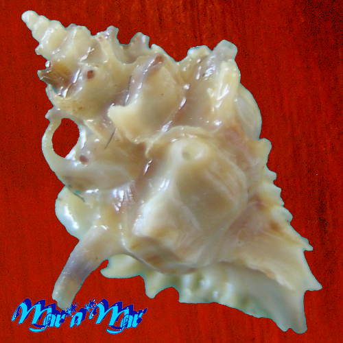 Typhina belcheri (Broderip, 1833) - Imagem 2