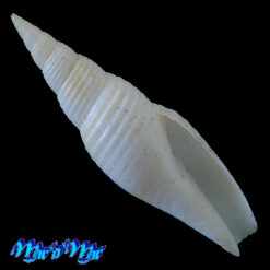 Subcancilla larranagai (Carcelles, 1947)