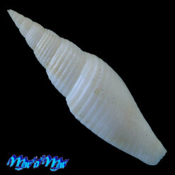 Alternative view of Subcancilla larranagai (Carcelles, 1947)