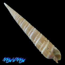 Terebra jaculosa Simone, 2024