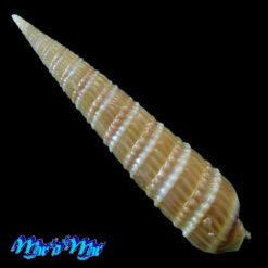 Alternative view of Terebra jaculosa Simone, 2024