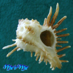 Homalocantha oxyacantha (Broderip, 1833)