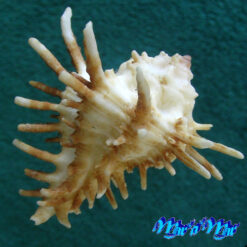 Alternative view of Homalocantha oxyacantha (Broderip, 1833)