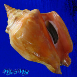 Strombus pugilis worki Petuch, 1993