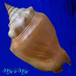 Alternative view of Strombus pugilis worki Petuch, 1993