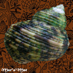 Alternative view of Turbo sandwicensis Pease, 1861