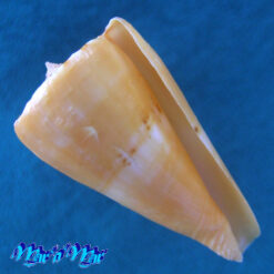 Conus riosi Petuch, 1986