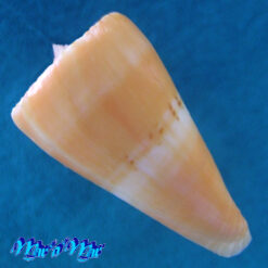 Alternative view of Conus riosi Petuch, 1986