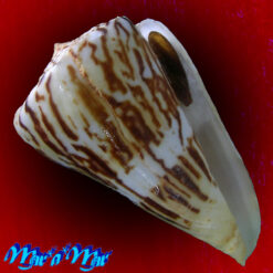 Conus centurio Born, 1778