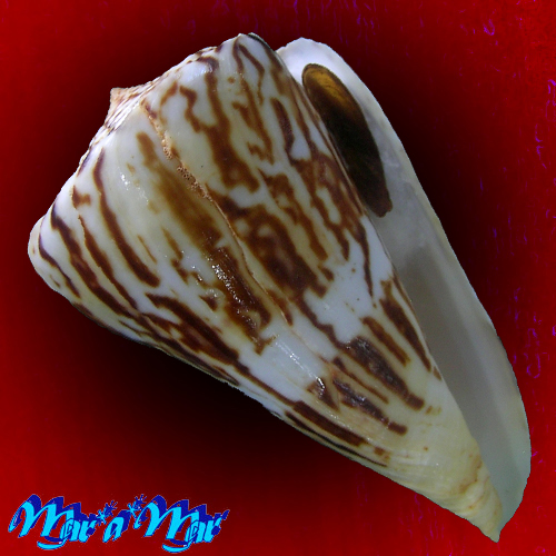 Conus centurio Born, 1778