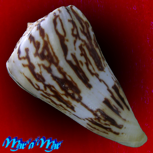 Conus centurio Born, 1778 - Imagem 2