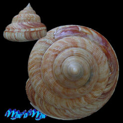 Alternative view of Perotrochus atlanticus Rios & Matthews, 1968