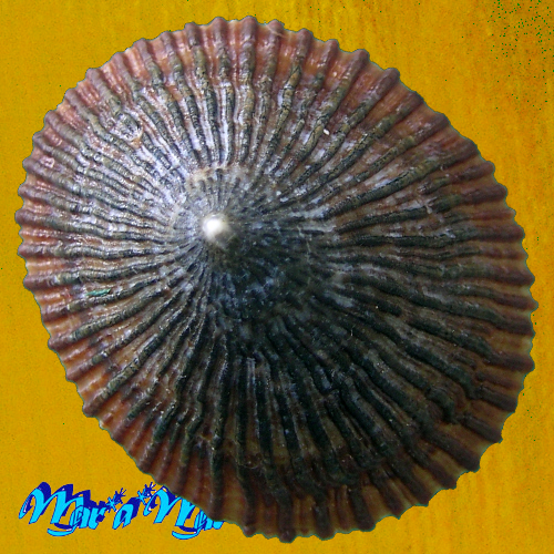 Cellana exarata (Reeve, 1854)