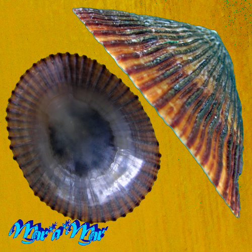 Cellana exarata (Reeve, 1854) - Imagem 3