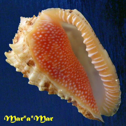 Morum dennisoni (Reeve, 1842)