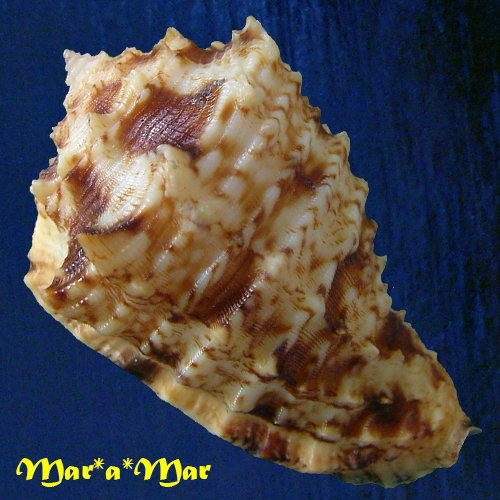 Morum dennisoni (Reeve, 1842) - Image 2