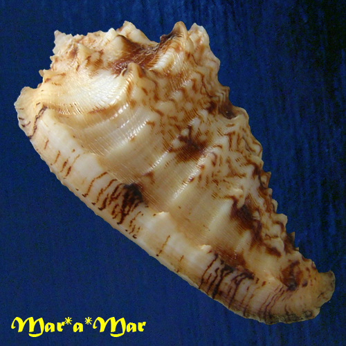 Morum dennisoni (Reeve, 1842) - Image 3