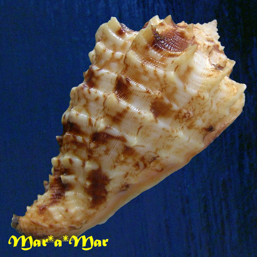 Morum dennisoni (Reeve, 1842) - Image 4