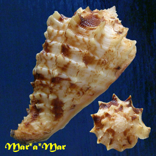 Morum dennisoni (Reeve, 1842) - Image 6