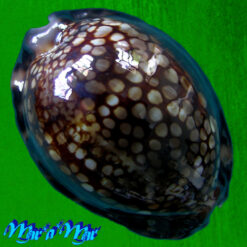 Cypraea (Mauritia) maculifera F. A. Schilder, 1932