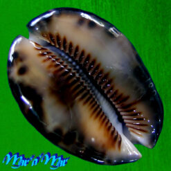 Alternative view of Cypraea (Mauritia) maculifera F. A. Schilder, 1932