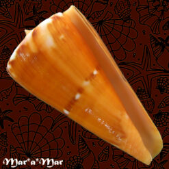 Conus riosi Petuch, 1986