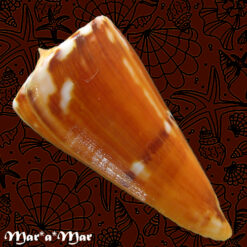 Alternative view of Conus riosi Petuch, 1986