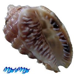 Morum matthewsi Emerson, 1967