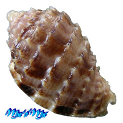 Alternative view of Morum matthewsi Emerson, 1967