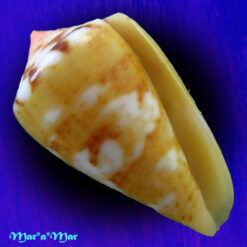 Conus mauricioi Coltro, 2004