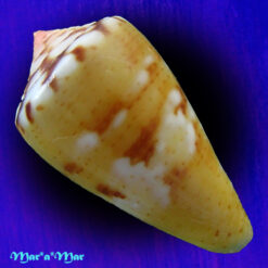 Alternative view of Conus mauricioi Coltro, 2004