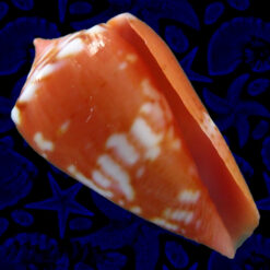 Conus tourosensis (Petuch & Berschauer, 2018)