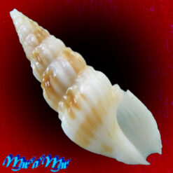 Fenimorea fucata Reeve, 1845