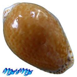 Cypraea acicularis marcuscoltroi (Petuch, 2015)