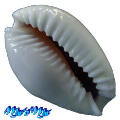 Alternative view of Cypraea acicularis marcuscoltroi (Petuch, 2015)