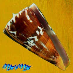 Conus riosi Petuch, 1986