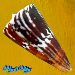 Alternative view of Conus riosi Petuch, 1986