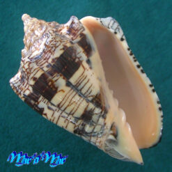 Voluta ebraea Linnaeus, 1758