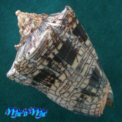 Alternative view of Voluta ebraea Linnaeus, 1758