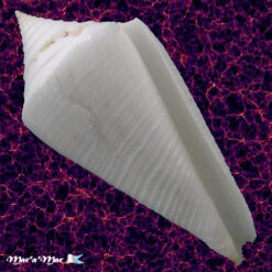 Conus coltrorum Petuch & Myers, 2014