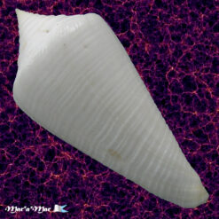 Alternative view of Conus coltrorum Petuch & Myers, 2014